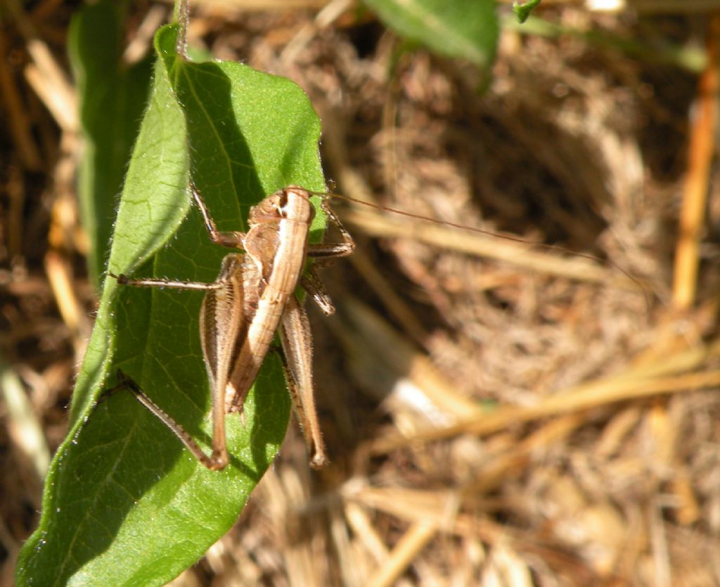 Grossi ortotteri greci